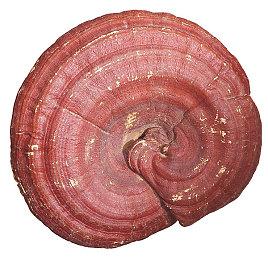 《暗黑4》PC版优化好 4090 4K稳定170帧以上